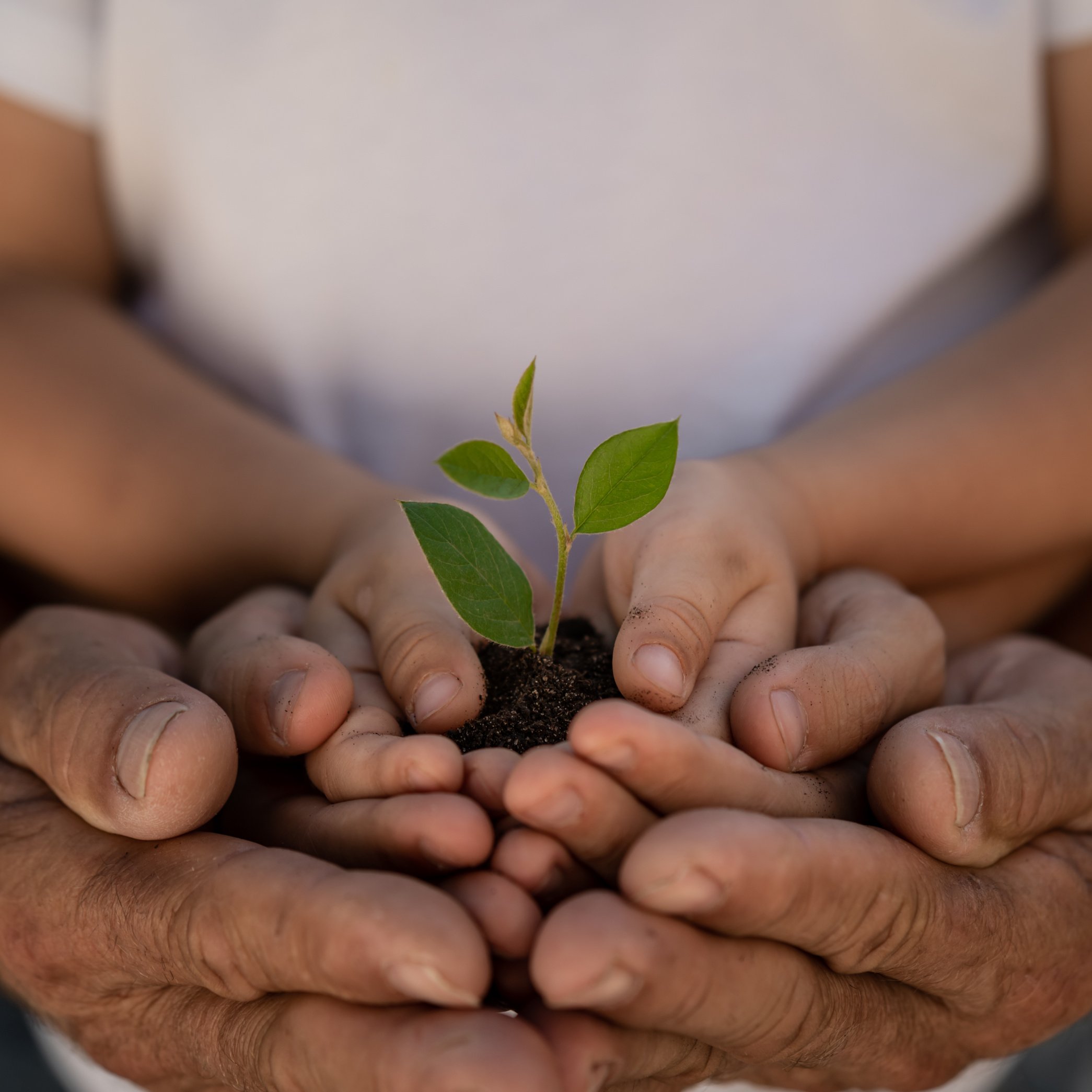 Child Holding Young Green Plant in Hands